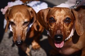 The Dachshund March In Krakow