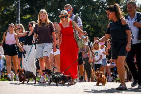 The Dachshund March In Krakow