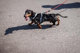 The Dachshund March In Krakow