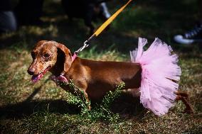 The Dachshund March In Krakow