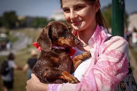 The Dachshund March In Krakow