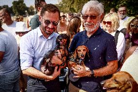 The Dachshund March In Krakow