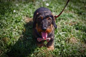 The Dachshund March In Krakow