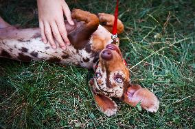 The Dachshund March In Krakow