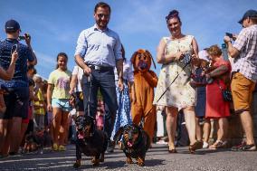 The Dachshund March In Krakow