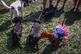 The Dachshund March In Krakow