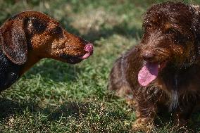 The Dachshund March In Krakow