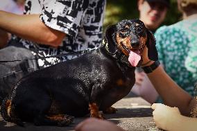 The Dachshund March In Krakow