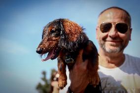 The Dachshund March In Krakow