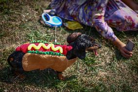 The Dachshund March In Krakow