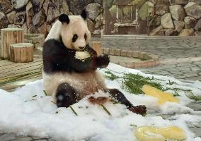 Giant panda at western Japan zoo