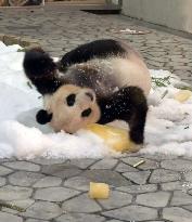 Giant panda at western Japan zoo