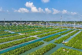 A Crab Breeding Base in Suqian