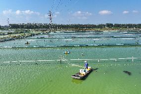 A Crab Breeding Base in Suqian