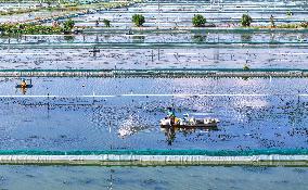 A Crab Breeding Base in Suqian