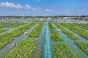 A Crab Breeding Base in Suqian