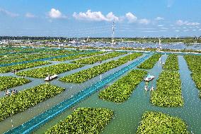 A Crab Breeding Base in Suqian