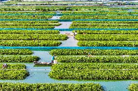 A Crab Breeding Base in Suqian