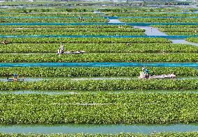 A Crab Breeding Base in Suqian