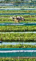 A Crab Breeding Base in Suqian