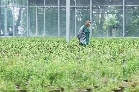 An Agricultural Garden in Hangzhou