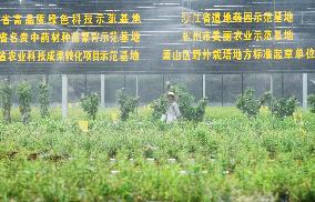 An Agricultural Garden in Hangzhou