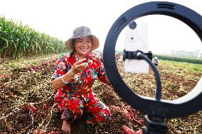 Crop Harvest in Suqian