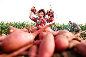 Crop Harvest in Suqian