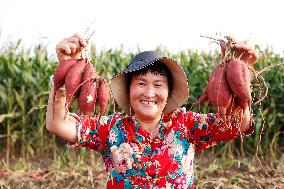 Crop Harvest in Suqian