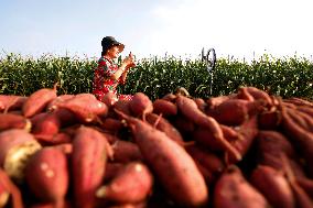 Crop Harvest in Suqian