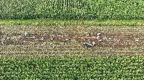 Crop Harvest in Suqian