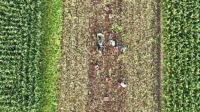 Crop Harvest in Suqian