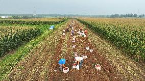 Crop Harvest in Suqian