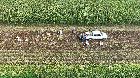 Crop Harvest in Suqian