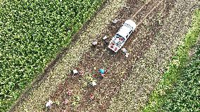 Crop Harvest in Suqian