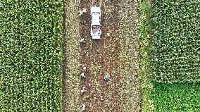 Crop Harvest in Suqian