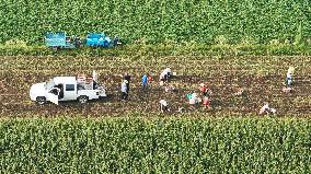 Crop Harvest in Suqian