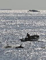 Dolphin hunt in western Japan town