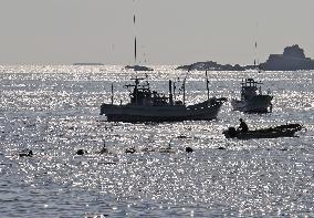 Dolphin hunt in western Japan town