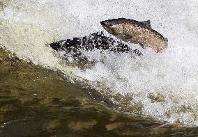 Fish Migration - Ontario