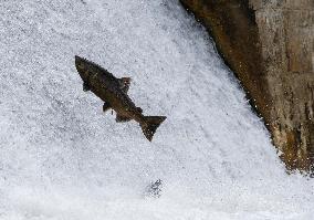 Fish Migration - Ontario