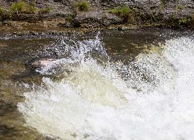 Fish Migration - Ontario