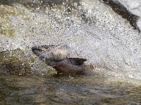 Fish Migration - Ontario