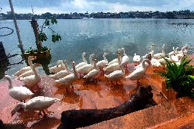 Ducks Roaming In Rajasthan - India