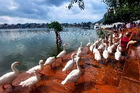 Ducks Roaming In Rajasthan - India