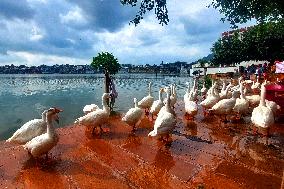 Ducks Roaming In Rajasthan - India