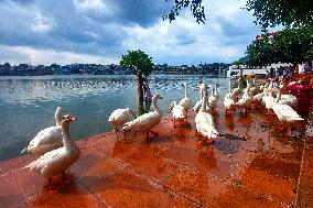 Ducks Roaming In Rajasthan - India