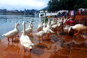 Ducks Roaming In Rajasthan - India