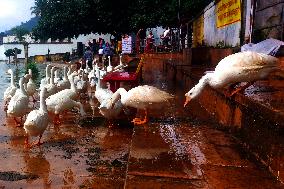 Ducks Roaming In Rajasthan - India