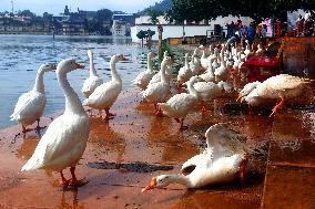 Ducks Roaming In Rajasthan - India